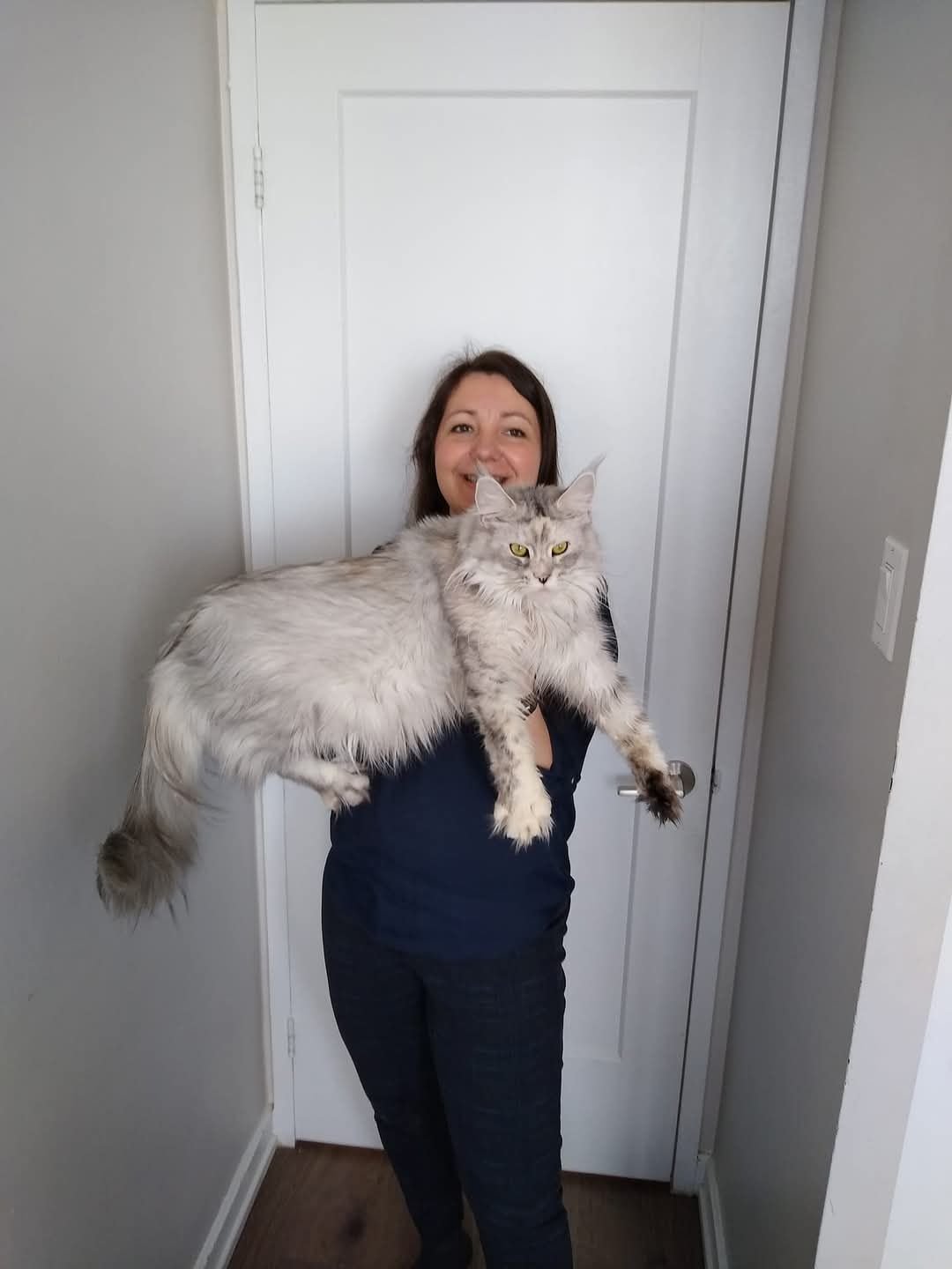prada maine coon