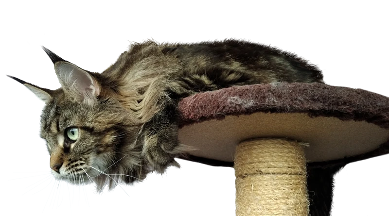 Maine Coon on cat tree