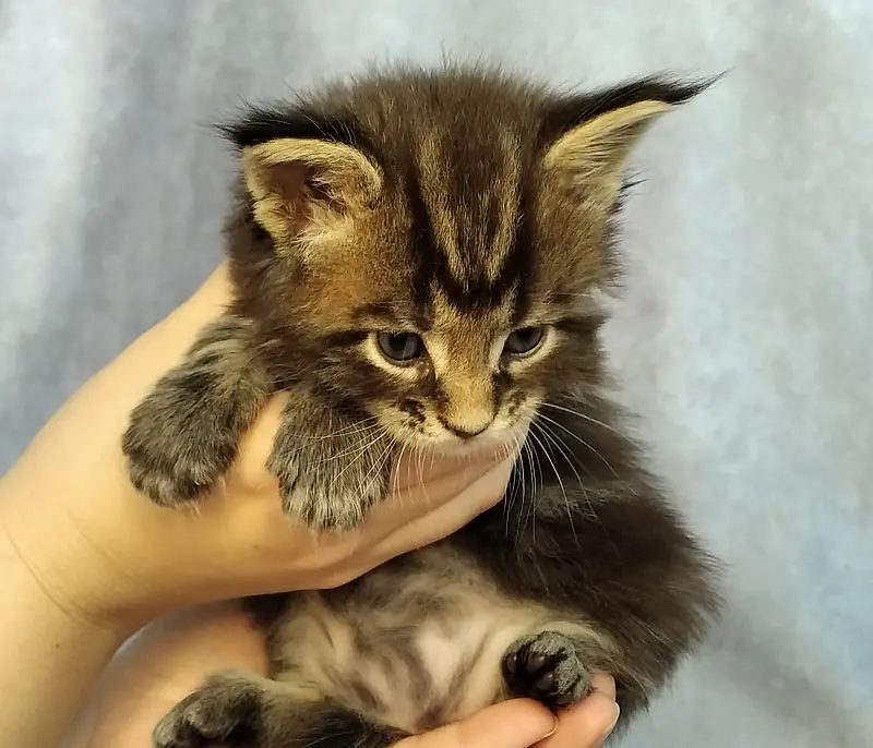 Kitten