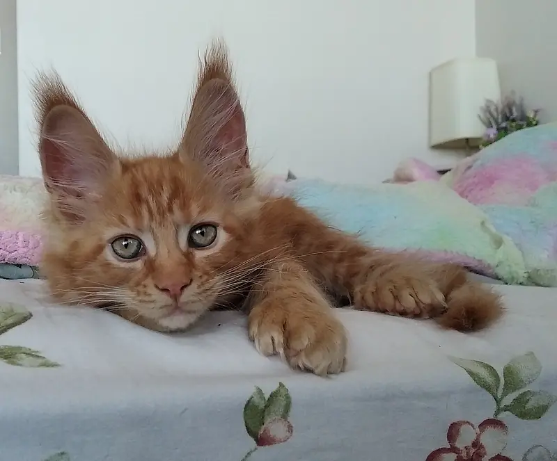 maine coon kitten