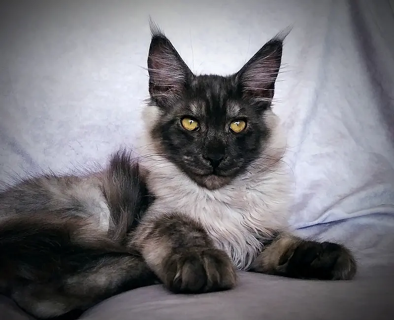 maine coon kitten