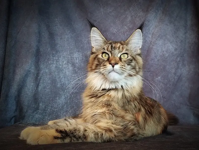 Maine Coon Kitten 800x603