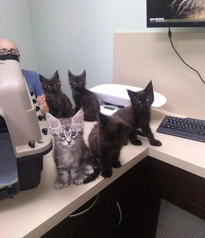 kitties health01 689x800