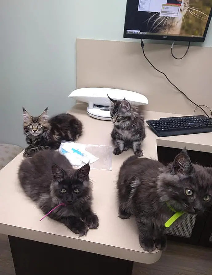 kitties health02 689x891