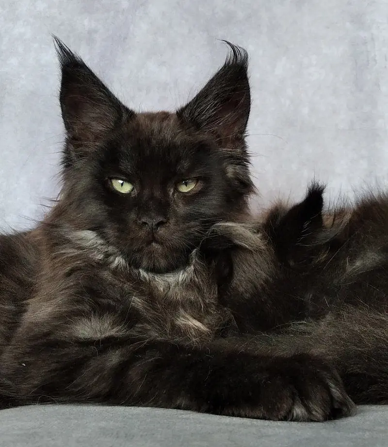 Maine Coon Kitten Black 800x923